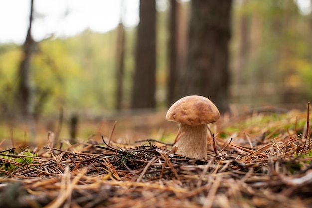 Steinpilz im Pinienwald bei Regenwetter