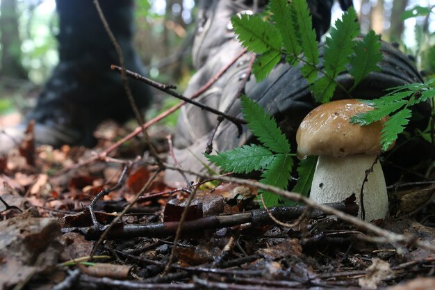 Steinpilz pilzartiger Mann