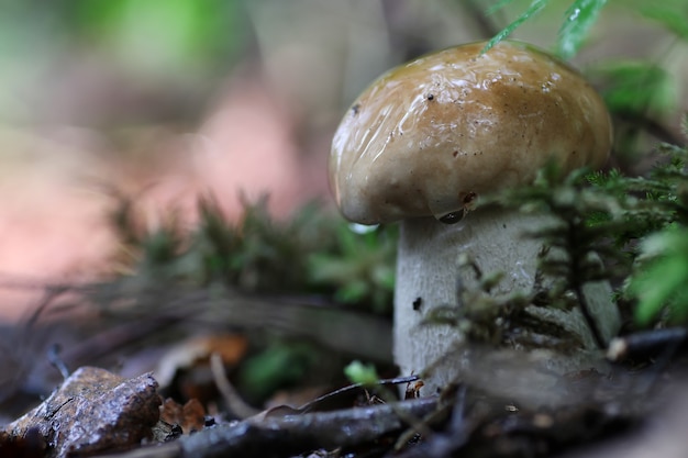 Steinpilz Wassertropfen