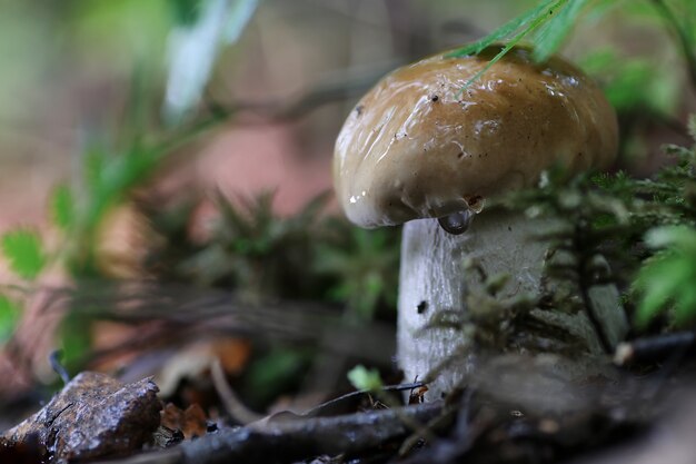 Steinpilz Wassertropfen