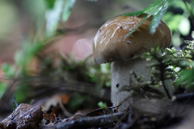 Steinpilz Wassertropfen