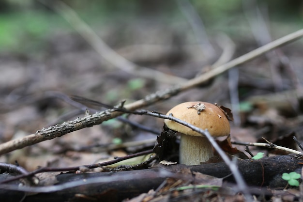 Steinpilz Wassertropfen