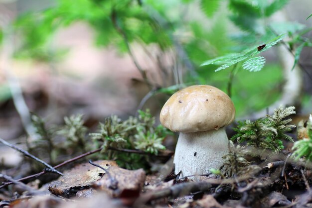 Steinpilz Wassertropfen