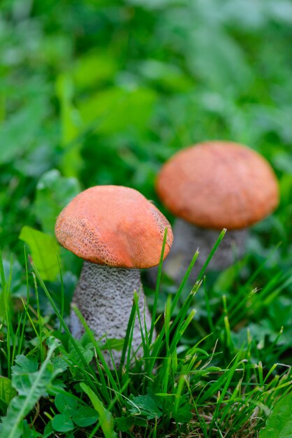 Steinpilze im grünen Gras.