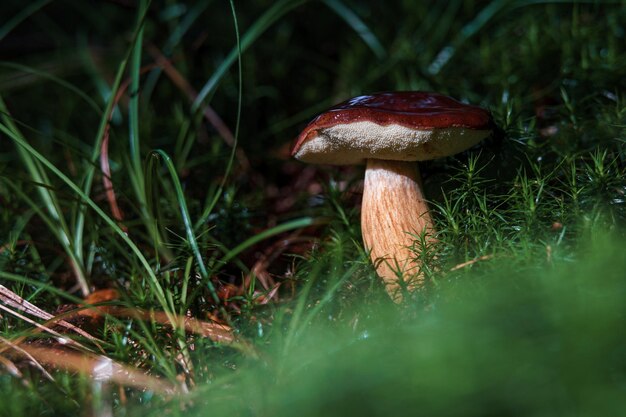 Steinpilze im Moos