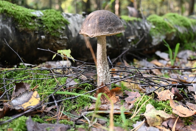 Steinpilze mit brauner Kappe