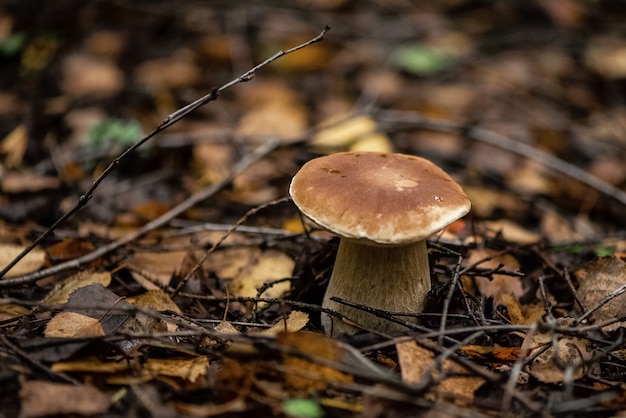 Steinpilze oder Steinpilze im Herbstwald