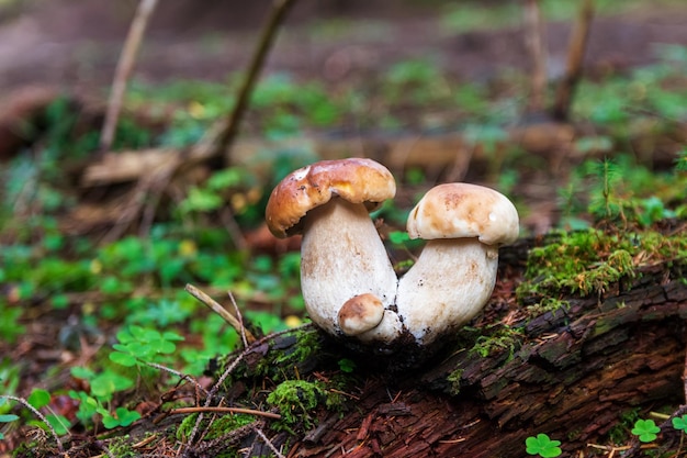 Steinpilze wachsen auf altem Holz