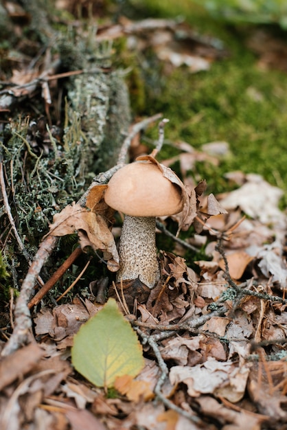 Steinpilze wachsen im Wald. Die Suche nach Pilzen im Wald.