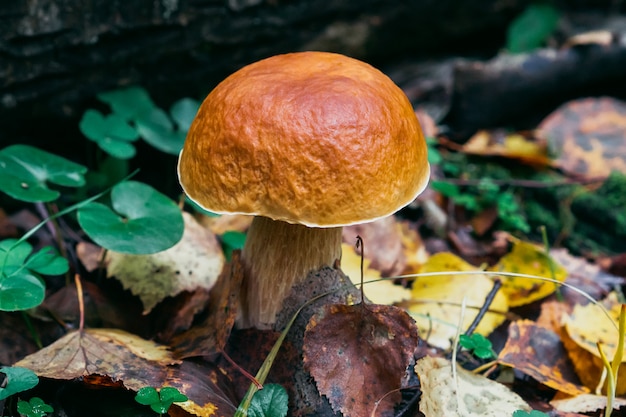 Steinpilzherbst im Wald. Pilz im Laub