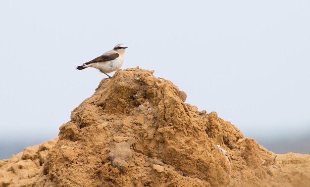 Steinschmätzer Oenanthe Ein Vogel sitzt in einer Sandgrube auf einem Sandhaufen