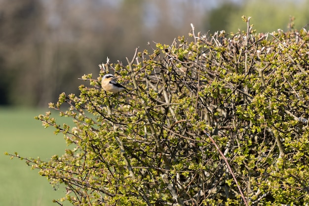 Steinschmätzer (Oenanthe oenanthe) ruht in einer Hecke in der Frühlingssonne