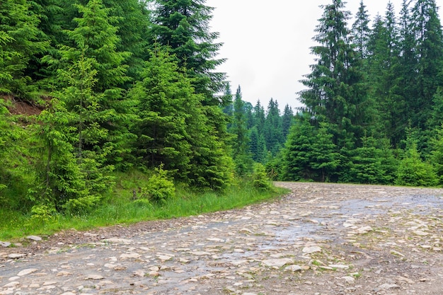 Steinstraße entlang immergrüner Bäume in Synevyrska Polyana in den Karpaten der Ukraine