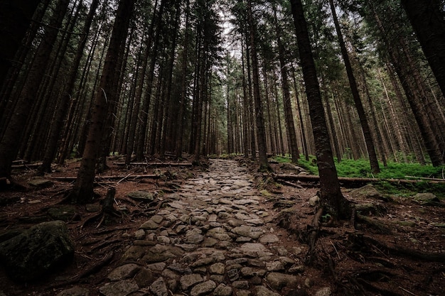 Steinstraße in einem Nadelwald in den Bergen