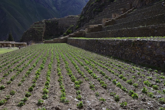 Steinterrassen mit Setzlingen in den Inka-Ruinen von Ollantaytambo Peru Altes Gebäude im Heiligen Tal in den peruanischen Anden