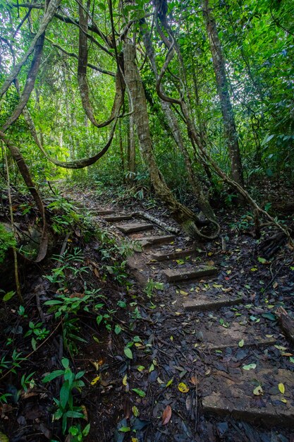 Steintreppe im Wald