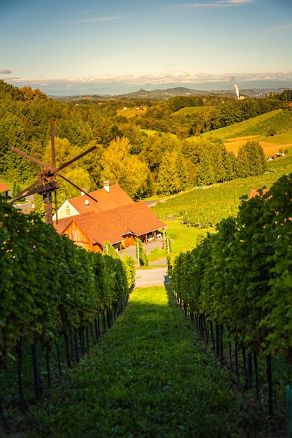 Steirischer Toskaner Weinberg im Herbst in der Nähe von Weingut Regele in Ewitsch