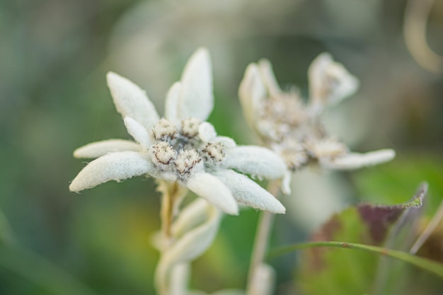Foto stella alpina edelweiss blume alpenblume seltene weiße bergblume zwischen felsen in den alpen