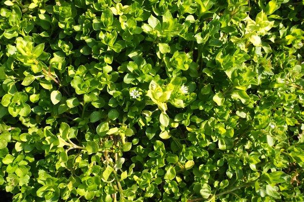 Stellaria media ist eine Pflanzenart der Gattung Stellaria aus der Familie der Nelkengewächse Caryophyllaceae. Bekannt unter den Namen Asseln Kanariengras-Assel Hernienherzgras-Assel Natürliche Wiese