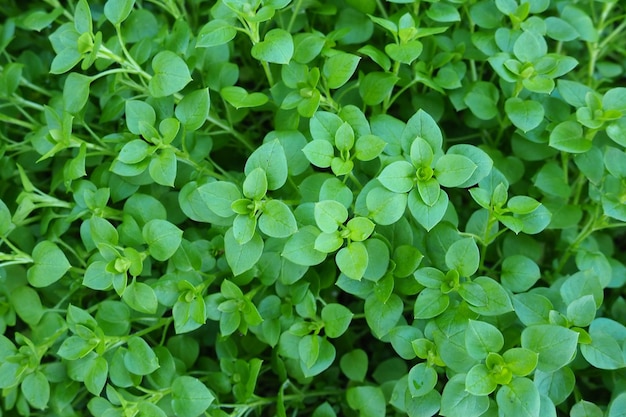 Stellaria media Pamplina La pamplina es una hierba añadida a las ensaladas y otros alimentos Alimento favorito de los pollos Fondo natural verde Familia de plantas con flores anuales y perennes Caryophyllaceae