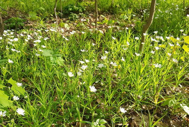 Stellaria palustris de flores silvestres na primavera na floresta em clima de sol