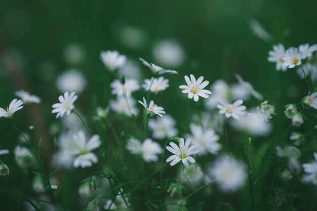 Stellaria Wald weiße Blumennatur