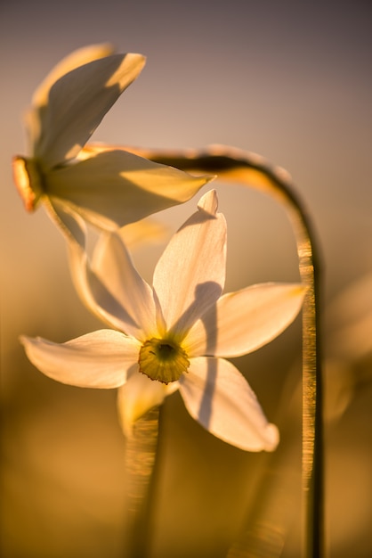 Stellaris selvagens do narciso no por do sol.