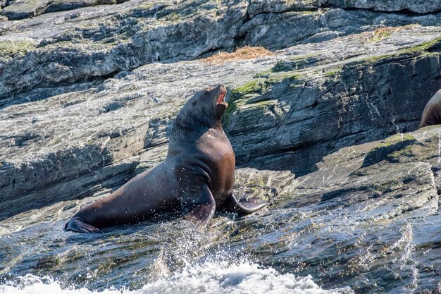 Foto steller sea lion ladrando oceanside on the rocks