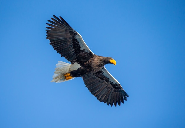 Steller Seeadler im Flug