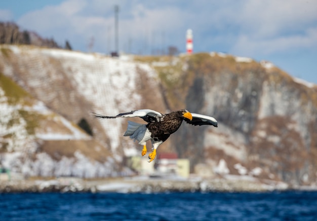 Steller Seeadler im Flug