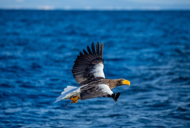 Steller Seeadler im Flug