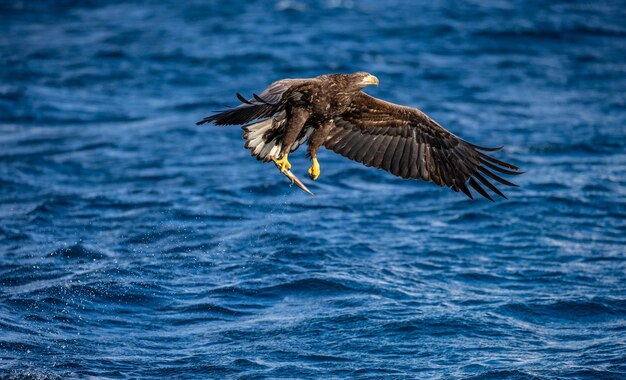 Steller Seeadler im Flug