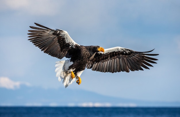 Steller Seeadler im Flug