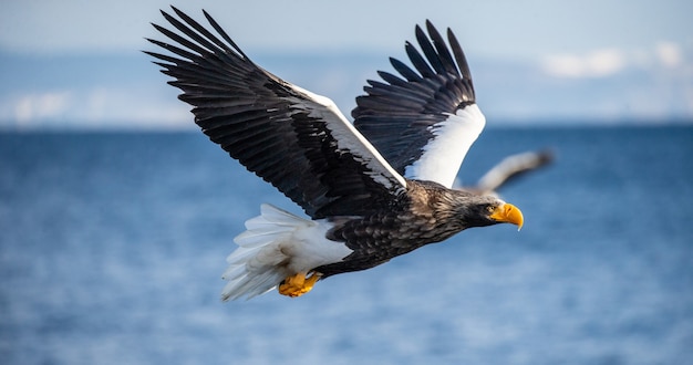 Steller Seeadler im Flug