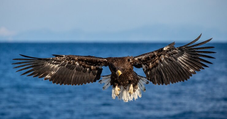 Foto steller seeadler im flug