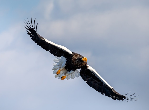 Steller Seeadler im Flug