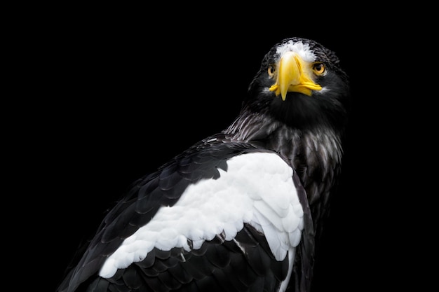 Stellers Seeadler auf schwarzem Hintergrund Haliaeetus pelagicus