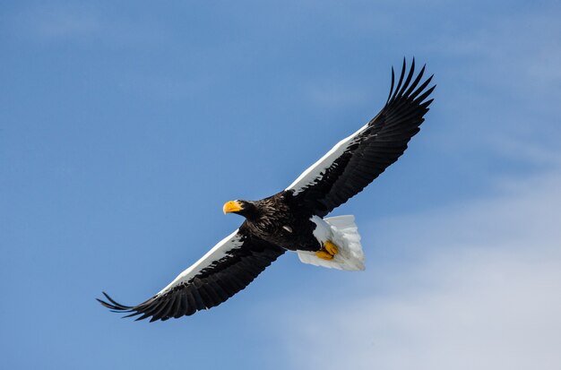 Stellers Seeadler im Flug über blauem Himmel. Japan. Hakkaydo. Shiretoko-Halbinsel. Shiretoko Nationalpark.