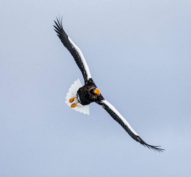 Stellers Seeadler im Flug über blauem Himmel. Japan. Hakkaydo. Shiretoko-Halbinsel. Shiretoko Nationalpark.