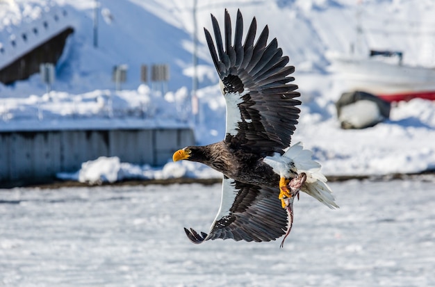 Stellers Seeadler im Flug über Seehafen. Japan. Hakkaydo. Shiretoko-Halbinsel. Shiretoko Nationalpark.