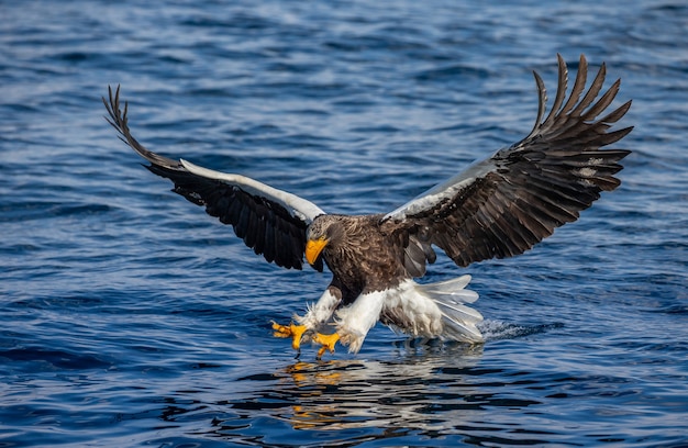 Stellers Seeadler in der Natur