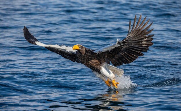 Stellers Seeadler in der Natur