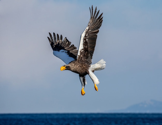 Stellers Seeadler in der Natur