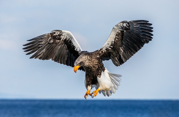 Stellers Seeadler in der Natur