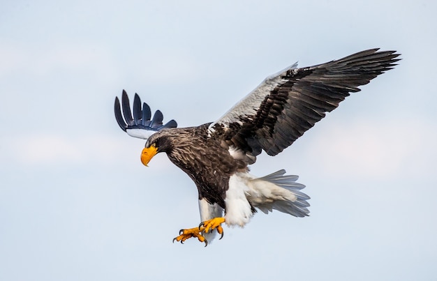 Stellers Seeadler in der Natur