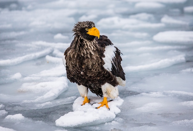 Stellers Seeadler sitzt auf dem Eis. Japan. Hakkaydo. Shiretoko-Halbinsel. Shiretoko Nationalpark.