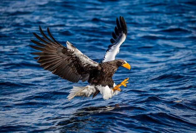 Stellers Seeadler zum Zeitpunkt des Angriffs auf den Fisch vor dem Hintergrund des blauen Meeres