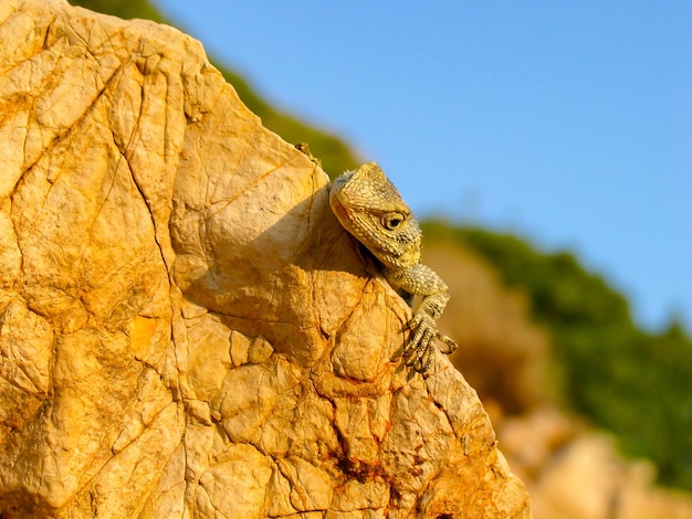 stellion, laudakia stellio, agama stellio, stellagama stellio