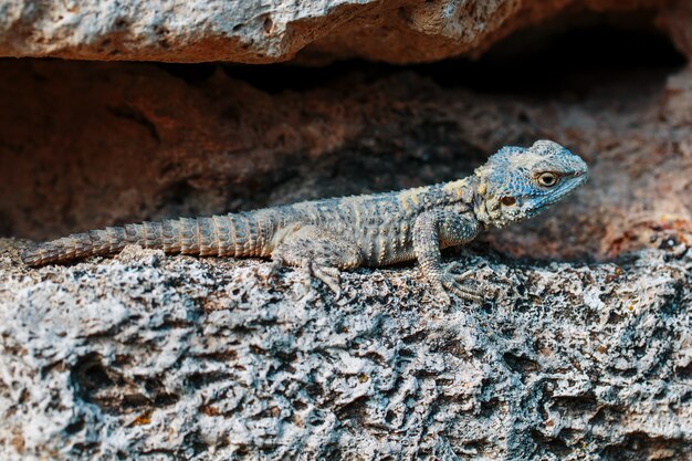 Stellion oder Agama-Gardun ist eine Art von Agamidae-Eidechsen aus der monotypischen Gattung Stellagama.