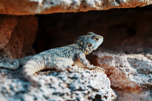 Stellion ou agama-gardun é uma espécie de lagarto agamidae do gênero monotípico Stellagama.